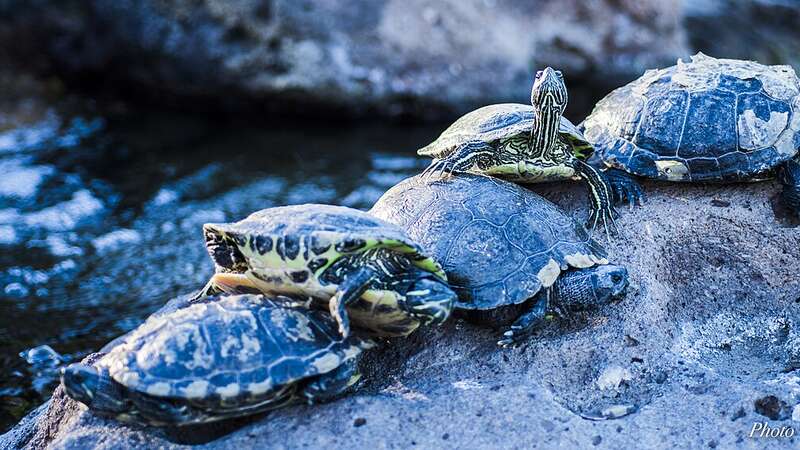 'They/Them/Turtle': Mental health advisory board in far-left state
includes member who identifies as a turtle
