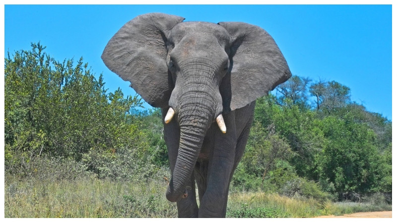 Animal Rights Group Files Crazy Lawsuit to Declare Elephants
“People”